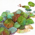 Name : Lotus leaves wrapping/ Technique :Watercolor /size :58x48cm /Price : 235 usd.