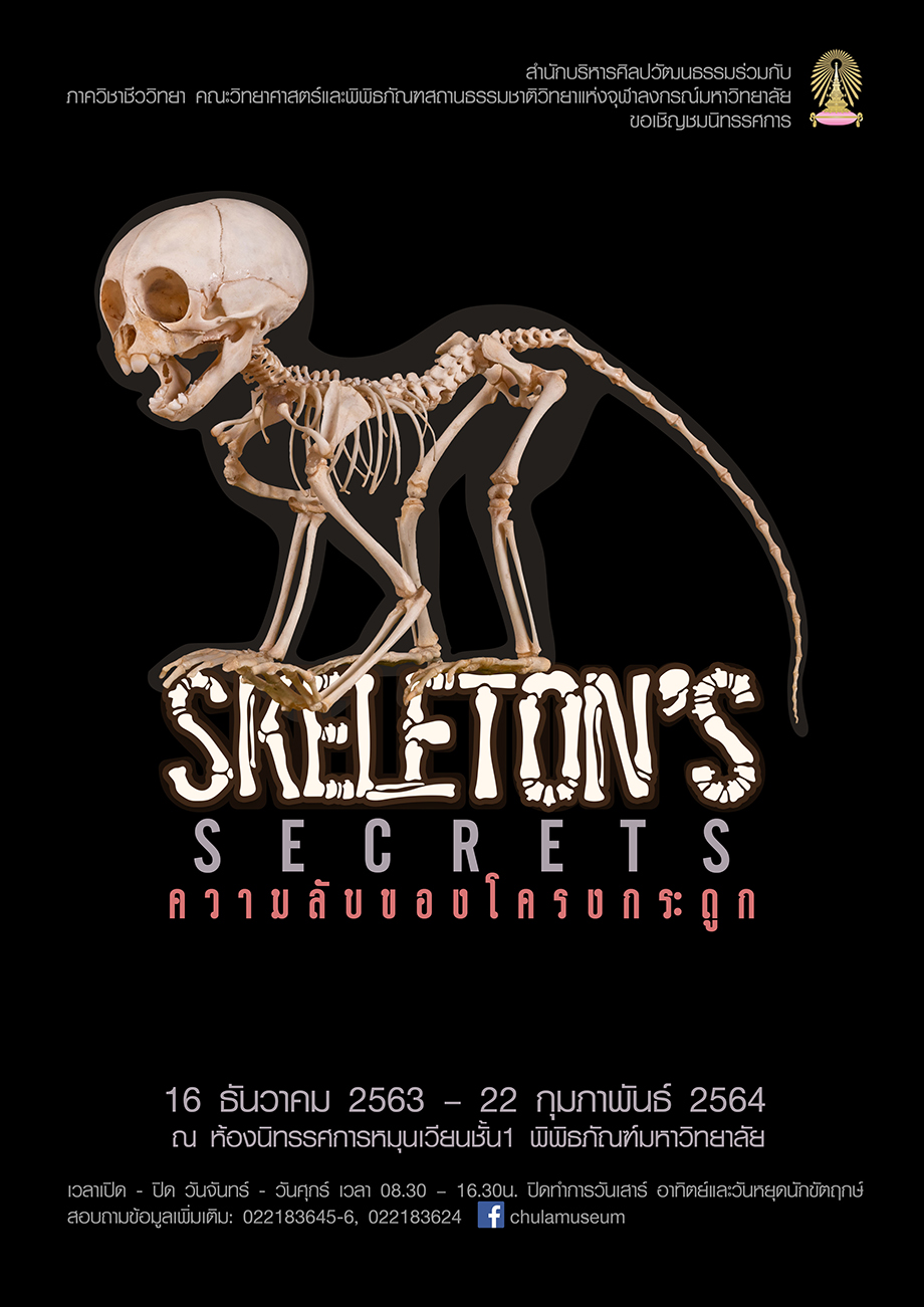Permalink to: ความลับของโครงกระดูก SKELETON’S SECRET